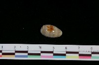 藏品(愛龍寶螺)的圖片